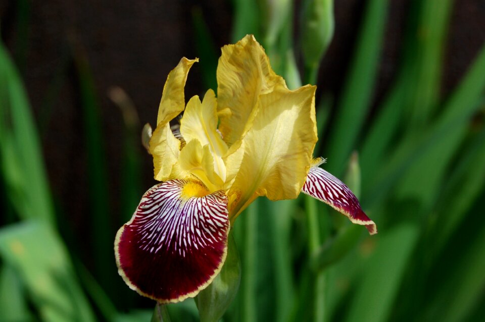 Garden at the court of iris