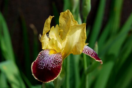 Garden at the court of iris