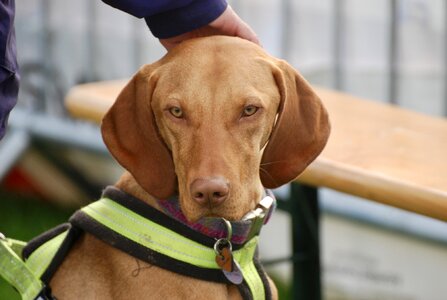 Dog animal brown