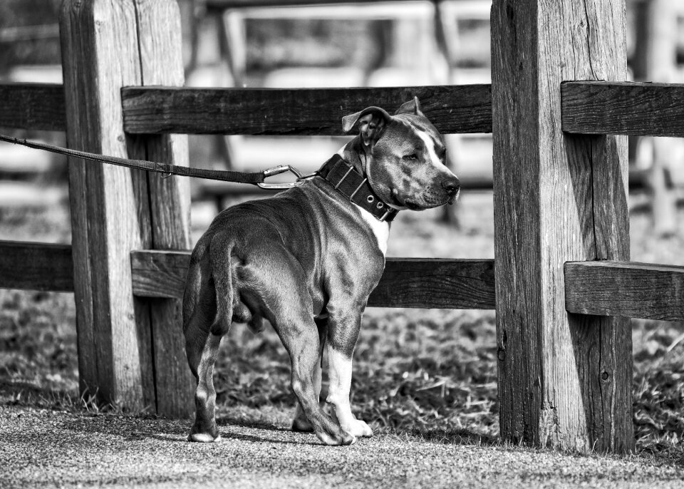 Canine pet domestic
