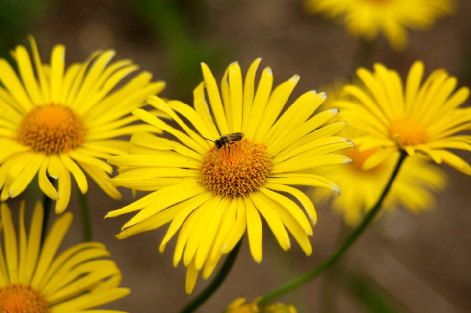 Summer petal blooming