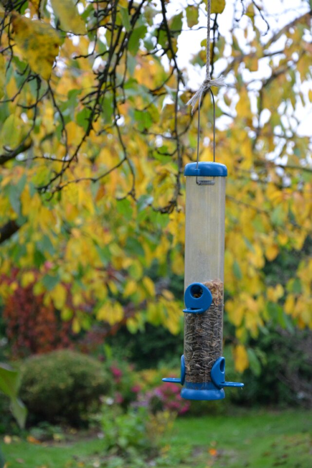 For the birds birds fatten
