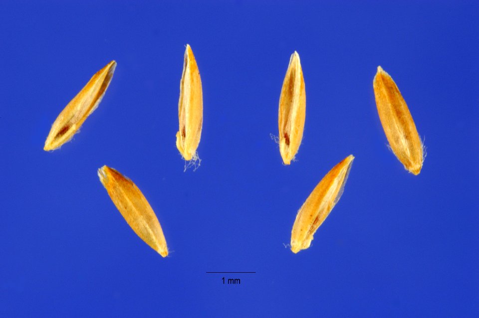 Poa palustris seeds popa2 003 php