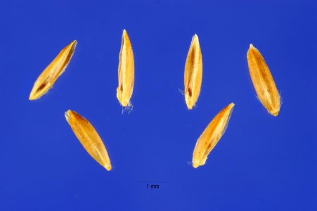Poa palustris seeds popa2 003 php