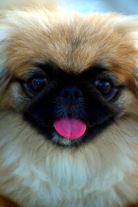 Dog cute female pup