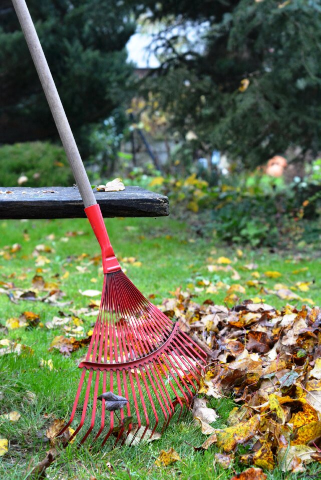 Foliage autumn rake the leaves