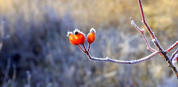 Plants leaves fruits photo