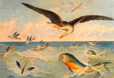 Poissons volants, dorades et albatros