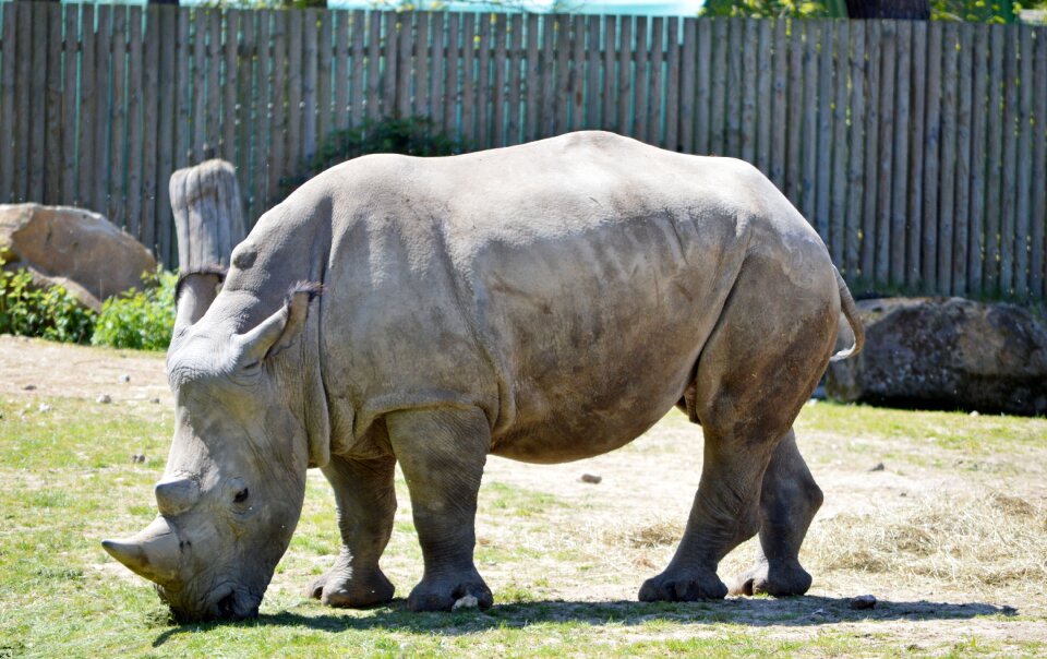 Rhinoceros zoo nature