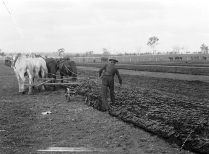 Ploughman using mould board plough from The Powerhouse Museum