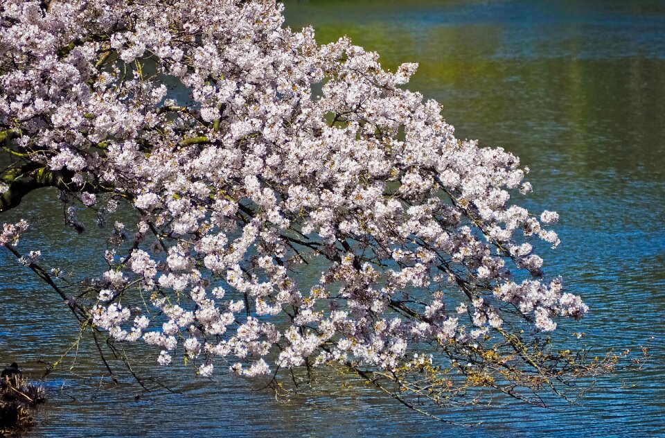 Nature tree flowers