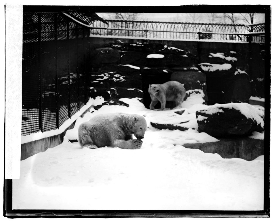 Polar Bear, zoo LCCN2016819958