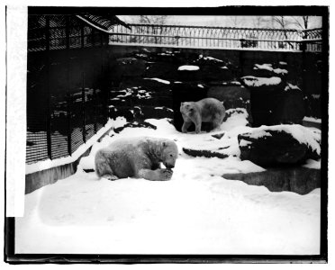 Polar Bear, zoo LCCN2016819958