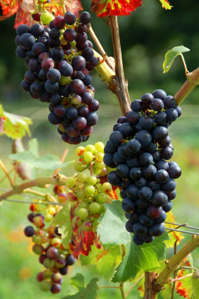 Grape black grapes growth