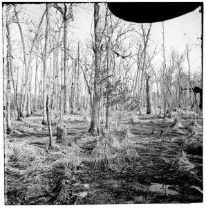 Point of Rocks, Virginia (vicinity). Swamp on Appomattox River LOC cwpb.02016