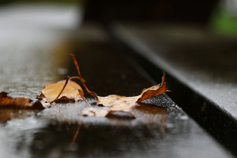 Autumn leaves leaf nature
