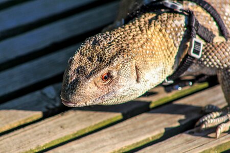 Wildlife lizard reptile photo