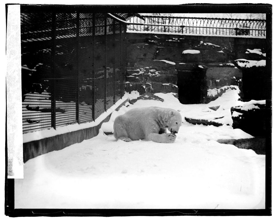 Polar Bear, zoo LCCN2016819957