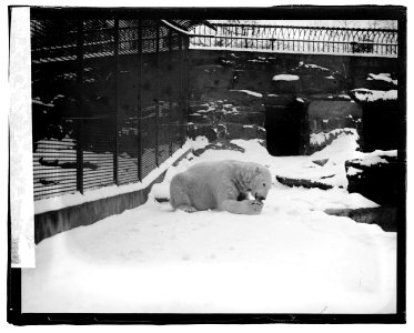 Polar Bear, zoo LCCN2016819957