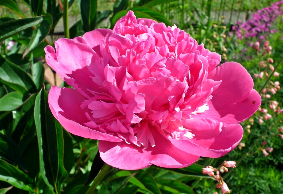 Nature plant garden