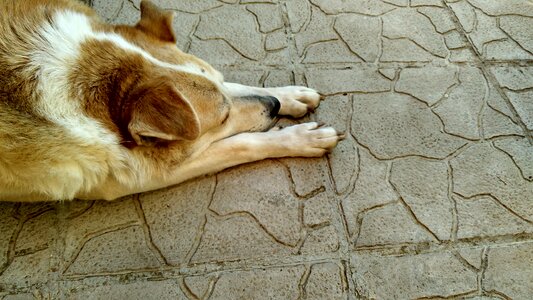 Dog resting concrete