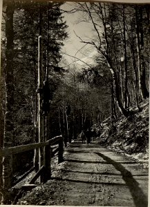 Plöckenstraße bei Kote 1014. (BildID 15465341)
