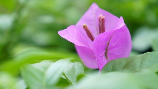 Flower purple close-up photo
