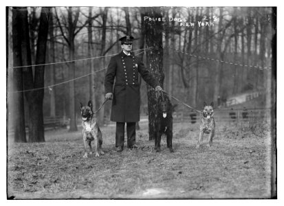 Policeman, police dogs, New York City LCCN2014680003