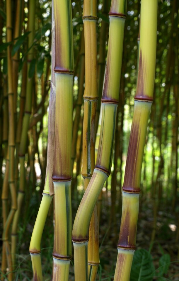 Tropical tropical vegetation bamboo rods