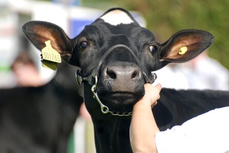 Cow ears head photo