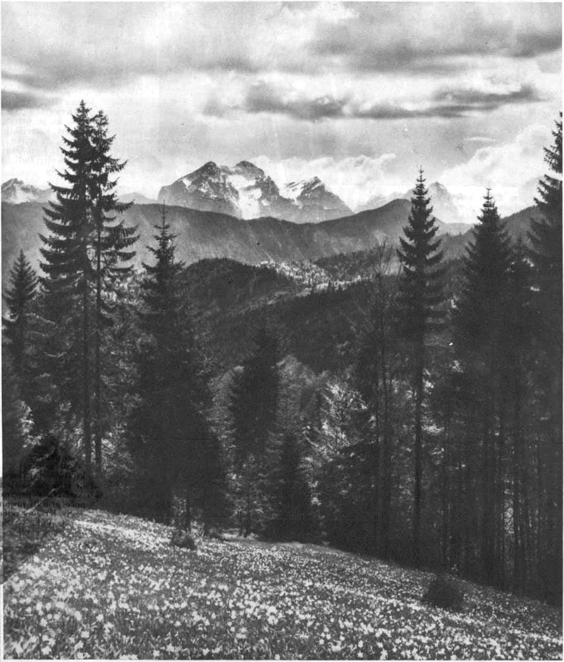 Polje z narcisami na Golici, v ozadju Triglav 1931