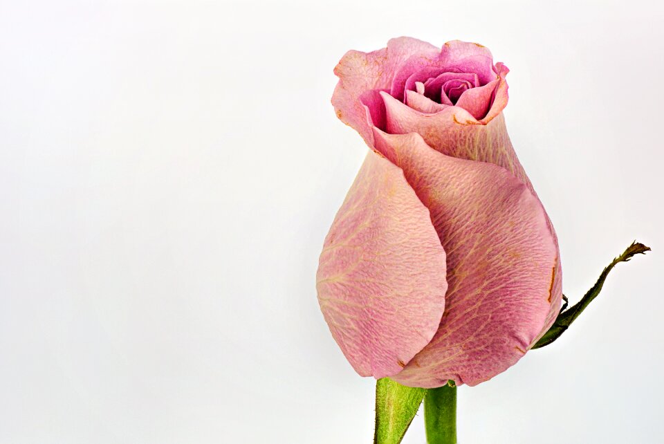 Nature flower love