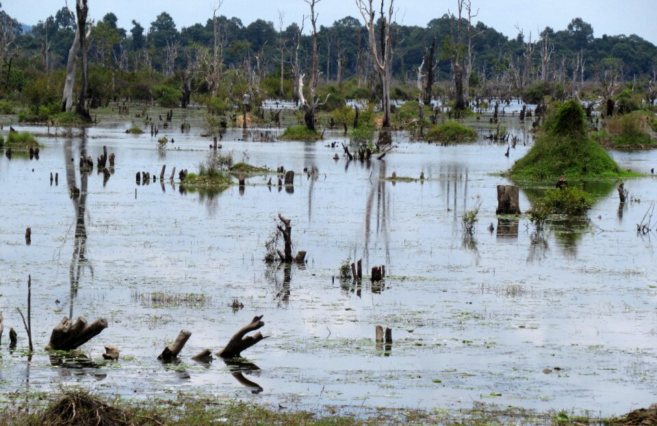 Cambodia aquatic plants water