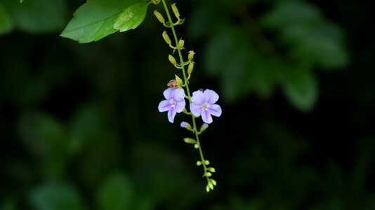 Flower purple background photo