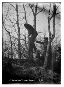 Policeman, police dog treeing tramp, New York City LCCN2014680051