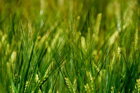 Grain meadow texture photo