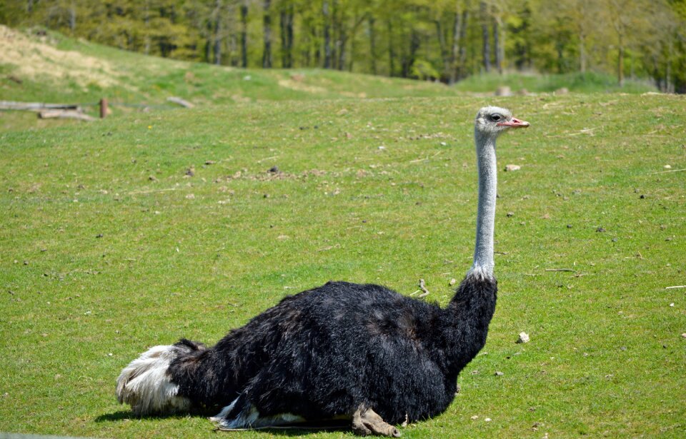 Ostrich bird zoo photo