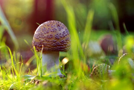 Forest grass mushrooms