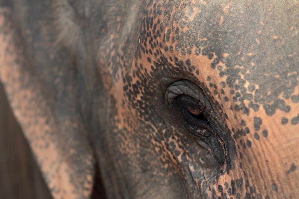 Animals thailand mammal