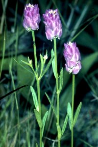 Polygala sanguinea NRCS