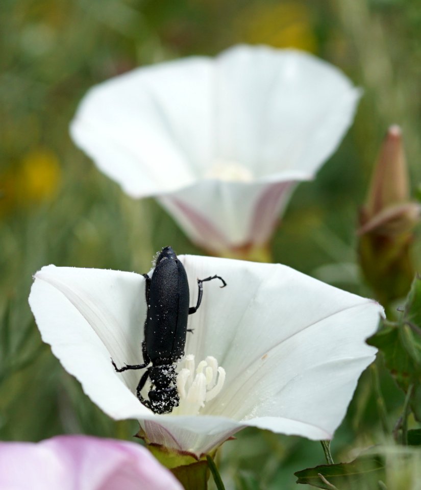 Pollination (33233796060)