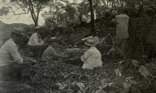 Poi making out of doors. A scene at Halawa, Molokai, in 1888, Memoirs Bishop Museum, Vol. II, Fig. 100