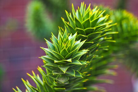 Season garden tree