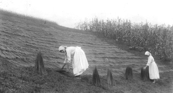 Pobiranje lanu v Adlešičih 1920