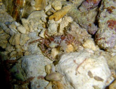 Pompon crab (Lybia edmondsoni) (reef099337836)