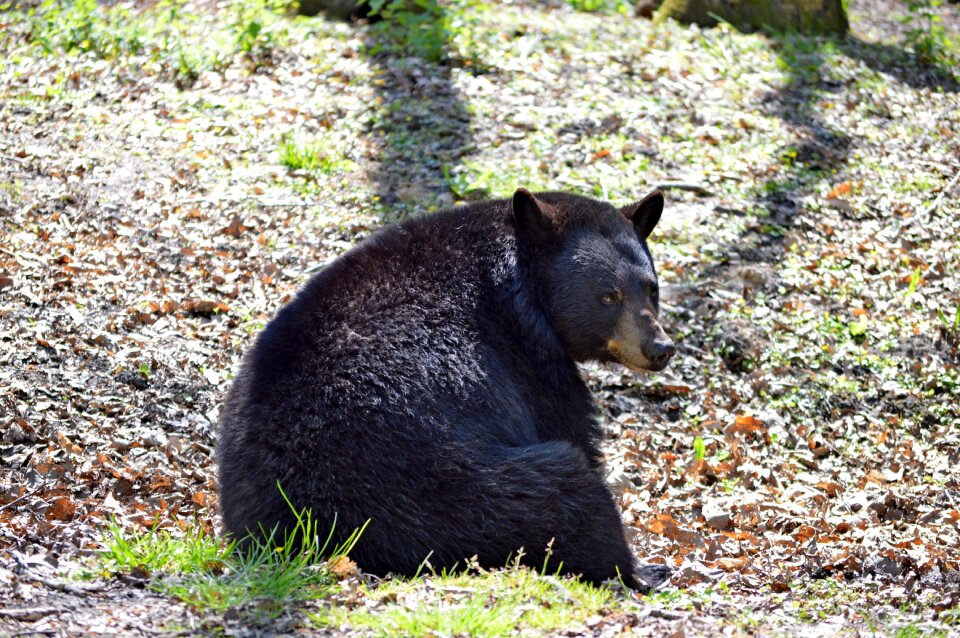 Bear animal zoo