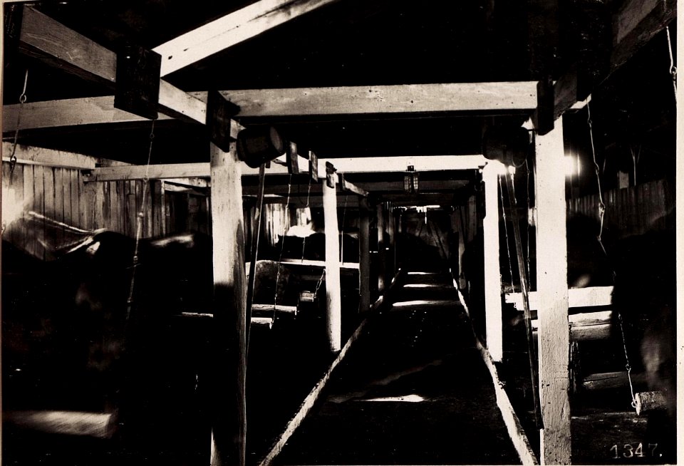 Poniczew, Pferdespital. (28-II.1918.) (BildID 15712499)