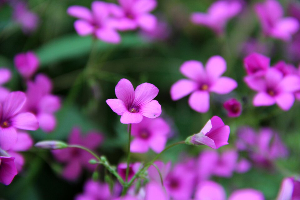 Nature garden summer