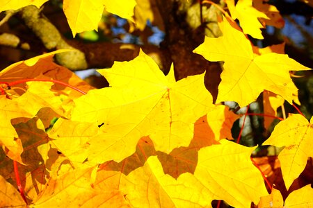 Maple leaves golden autumn golden october photo