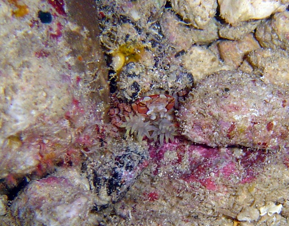 Pompon crab (Lybia edmondsoni) (reef099137836)